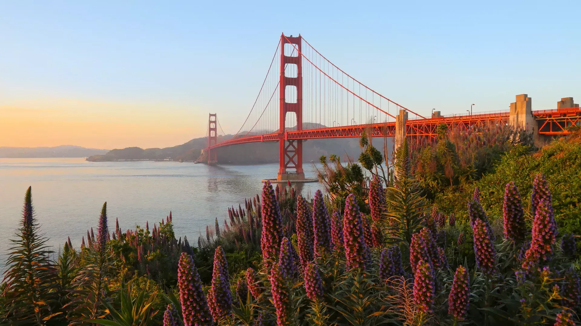 El puente Golden Gate aparece retratado con grandes flores en primer plano.